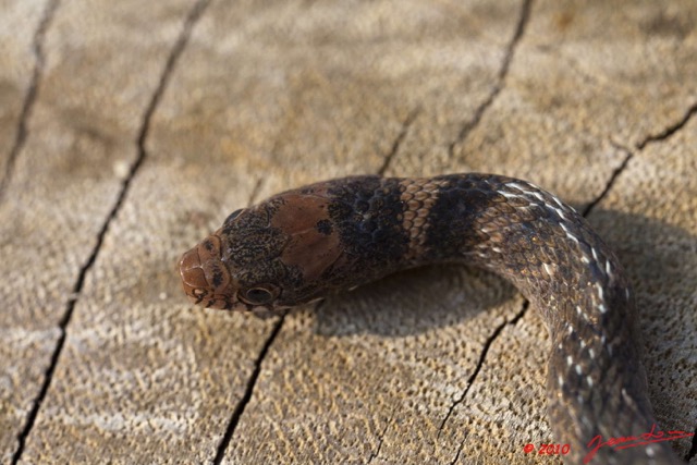 074 Reptilia Squamata Colubridae Natricteres fuliginoides Serpent 40 10E5K2IMG_60686wtmk.jpg