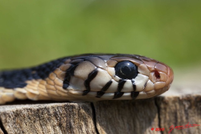 079 Reptilia Squamata Elapidae Serpent Cobra Naja melanoleuca 10E5K2IMG_61556wtmk.jpg