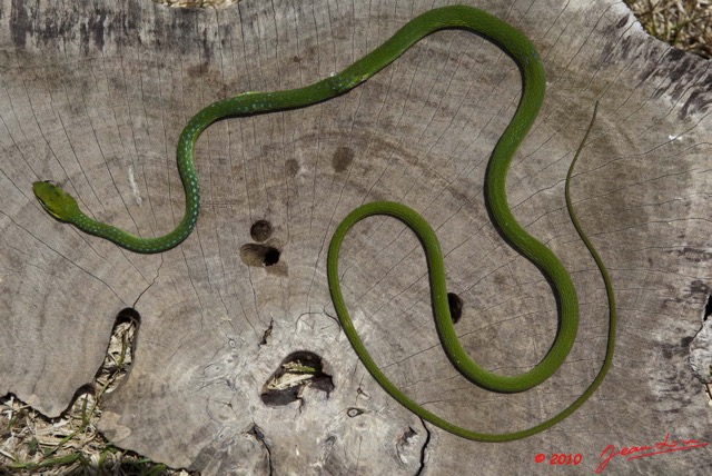 080 Reptilia Squamata Colubridae Serpent 38 Hapsidophrys smaragdina 10E5K2IMG_64194wtmk.jpg