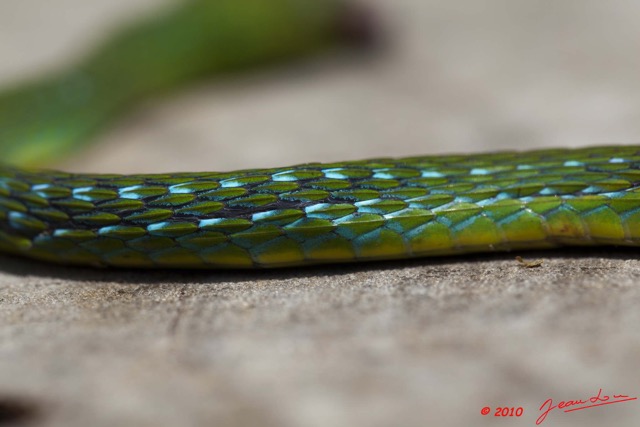 081 Reptilia Squamata Colubridae Serpent 38 Hapsidophrys smaragdina 10E5K2IMG_64195wtmk.jpg