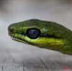082 Reptilia Squamata Colubridae Serpent 38 Hapsidophrys smaragdina 10E5K2IMG_64196wtmk.jpg