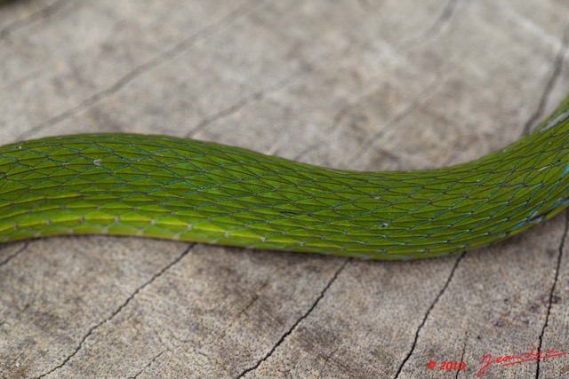 084 Reptilia Squamata Colubridae Serpent 38 Hapsidophrys smaragdina 10E5K2IMG_64197wtmk.jpg
