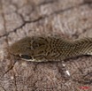 087 Reptilia Squamata Colubridae Serpent 41 Psammophis phillipsii 10E5K2IMG_64326wtmk.jpg