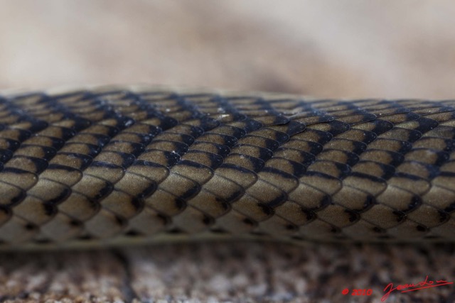 092 Reptilia Squamata Colubridae Serpent 41 Psammophis phillipsii 10E5K2IMG_64338wtmk.jpg