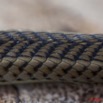 092 Reptilia Squamata Colubridae Serpent 41 Psammophis phillipsii 10E5K2IMG_64338wtmk.jpg