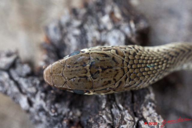 093 Reptilia Squamata Colubridae Serpent 41 Psammophis phillipsii 10E5K2IMG_64340wtmk.jpg