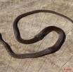 094 Reptilia Squamata Colubridae Natricteres fuliginoides Serpent 42 10E5K2IMG_65213wtmk.jpg