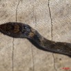 095 Reptilia Squamata Colubridae Natricteres fuliginoides Serpent 42 10E5K2IMG_65214wtmk.jpg