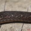 097 Reptilia Squamata Colubridae Natricteres fuliginoides Serpent 42 10E5K2IMG_65230wtmk.jpg