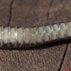 098 Reptilia Squamata Colubridae Natricteres fuliginoides Serpent 42 10E5K2IMG_65231wtmk.jpg
