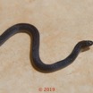 0002 Serpent 038 Reptilia Squamata Lamprophiidae Aparallactus modestus 18E5K3181213139600_DxOwtmk 150k.jpg