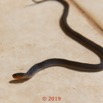 0005 Serpent 038 Reptilia Squamata Lamprophiidae Aparallactus modestus 18E5K3181213139604_DxOwtmk 150k.jpg