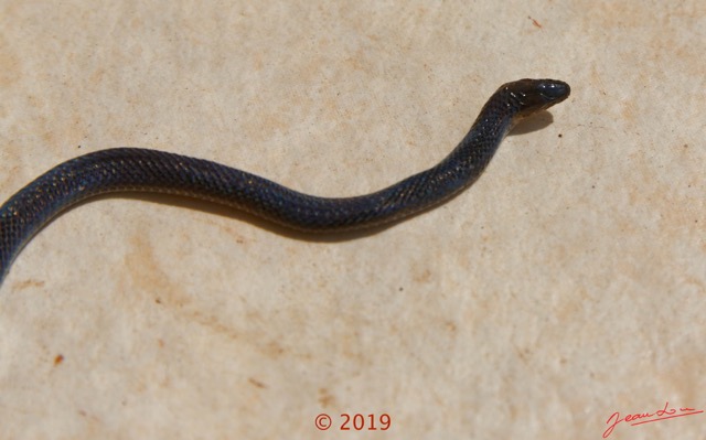 0006 Serpent 038 Reptilia Squamata Lamprophiidae Aparallactus modestus 18E5K3181213139608_DxOwtmk 150k.jpg