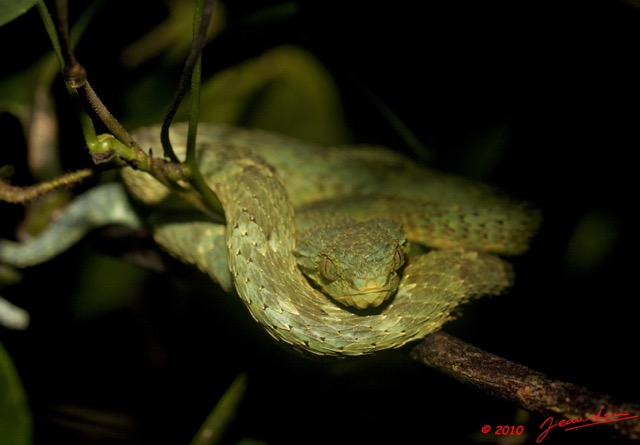 007 Reptilia Squamata Viperidae WINGOMBE Serpent 37 Atheris squamigera 9E5K2IMG_56631awtmk.jpg