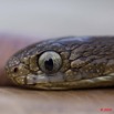 018 Reptilia Squamata Colubridae Serpent 43 Dasypeltis confusa 10E5K2IMG_65265wtmk.jpg