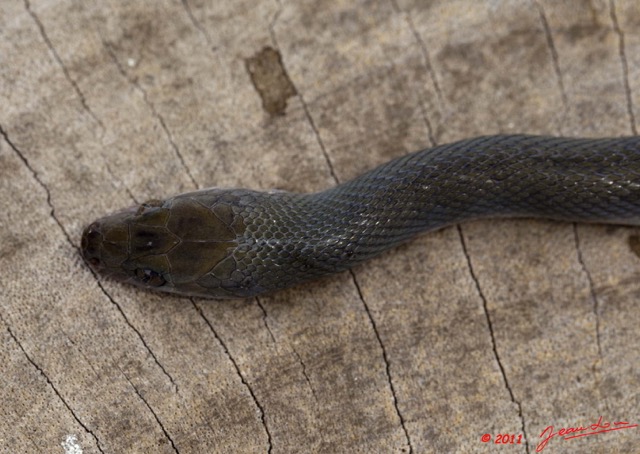 020 Reptilia Squamata Colubridae Serpent 44 Lamprophis fuliginosus 11E5K2IMG_66594wtmk.jpg