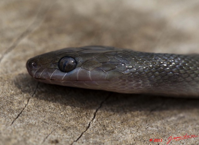 021 Reptilia Squamata Colubridae Serpent 44 Lamprophis fuliginosus 11E5K2IMG_66596wtmk.jpg