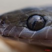 024 Reptilia Squamata Colubridae Serpent 44 Lamprophis fuliginosus 11E5K2IMG_66611wtmk.jpg