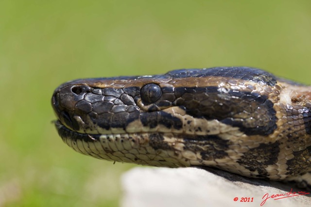 031 Reptilia Squamata Boidae Serpent 45 Python sebae 11E5K2IMG_69249wtmk.jpg