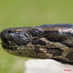 031 Reptilia Squamata Boidae Serpent 45 Python sebae 11E5K2IMG_69249wtmk.jpg