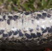 035 Reptilia Squamata Boidae Serpent 45 Python sebae 11E5K2IMG_69270wtmk.jpg