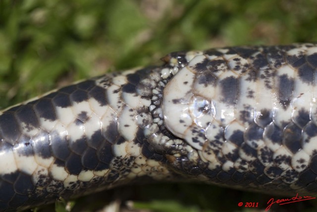 036 Reptilia Squamata Boidae Serpent 45 Python sebae 11E5K2IMG_69275wtmk.jpg