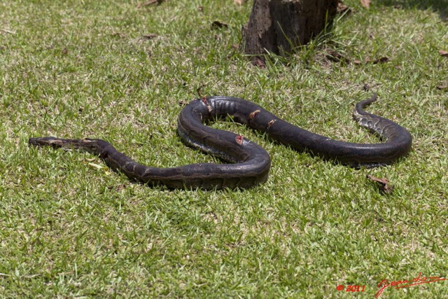 038 Reptilia Squamata Boidae Serpent 45 Python sebae 11E5K2IMG_69282wtmk.jpg