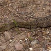 045 Reptilia Squamata Viperidae Serpent 47 Causus maculatus Digestion 12E5K2IMG_76666wtmk.jpg
