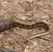 047 Reptilia Squamata Viperidae Serpent 47 Causus maculatus Digestion 12E5K2IMG_76668wtmk.jpg