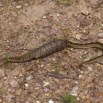 048 Reptilia Squamata Viperidae Serpent 47 Causus maculatus Digestion 12E5K2IMG_76670wtmk.jpg