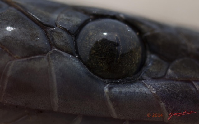056 Reptilia Squamata Colubridae Serpent 49 Boaedon (Lamprophis) Fuliginosus 14E5K3IMG_96085awtmk.jpg