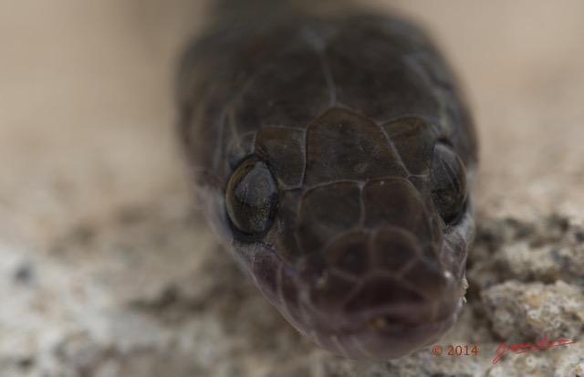 062 Reptilia Squamata Colubridae Serpent 49 Boaedon (Lamprophis) Fuliginosus 14E5K3IMG_96116awtmk.jpg