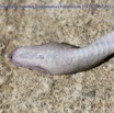 066 Reptilia Squamata Colubridae Serpent 50 Boaedon (Lamprophis) Fuliginosus 15E5K3IMG_103370wtmk.jpg