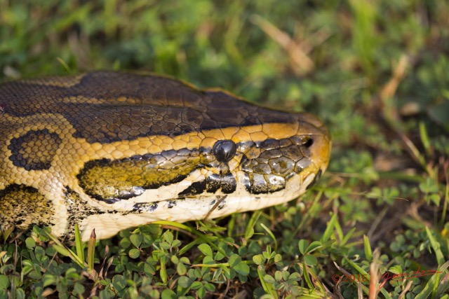 074 Reptilia Squamata Boidae Python sebae Franceville 16E5K3IMG_119626wtmk.jpg