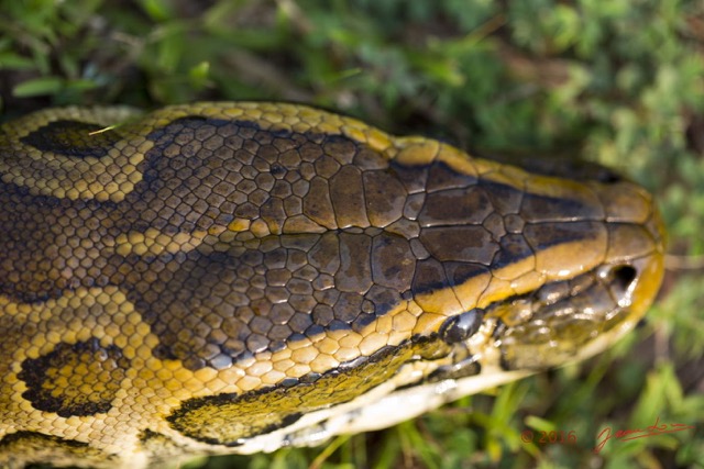 075 Reptilia Squamata Boidae Python sebae Franceville 16E5K3IMG_119628wtmk.jpg