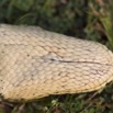 076 Reptilia Squamata Boidae Python sebae Franceville 16E5K3IMG_119629wtmk.jpg