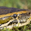 077 Reptilia Squamata Boidae Python sebae Franceville 16E5K3IMG_119631wtmk.jpg