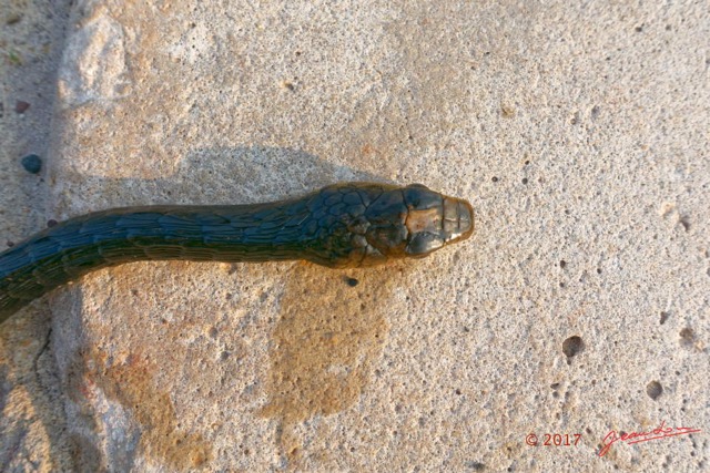 097 Serpent 31 Reptilia Squamata Colubridae Thrasops flavigularis Franceville 17RX104DSC_101642_DxOwtmk.jpg