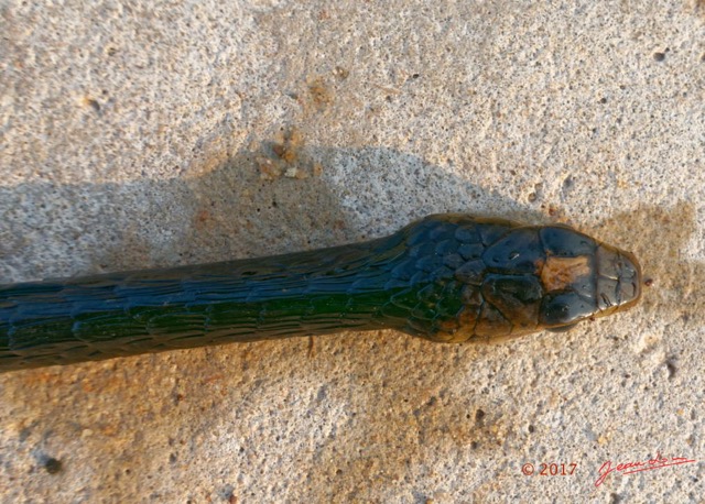 101 Serpent 31 Reptilia Squamata Colubridae Thrasops flavigularis Franceville 17RX104DSC_101649_DxOwtmk.jpg