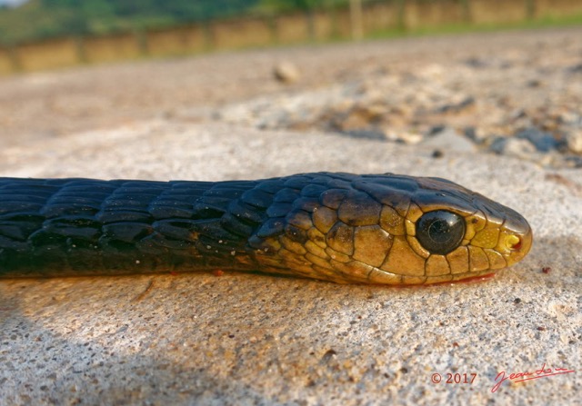 102 Serpent 31 Reptilia Squamata Colubridae Thrasops flavigularis Franceville 17RX104DSC_101651_DxOwtmk.jpg