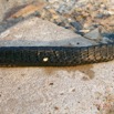 105 Serpent 31 Reptilia Squamata Colubridae Thrasops flavigularis Franceville 17RX104DSC_101661_DxOwtmk.jpg