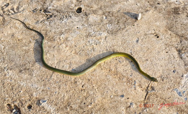 106 Serpent 32 Reptilia Squamata Colubridae Philothamnus carinatus Franceville 17E5K3IMG_123842_DxOwtmk.jpg