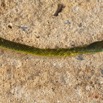 110 Serpent 32 Reptilia Squamata Colubridae Philothamnus carinatus Franceville 17E5K3IMG_123850_DxOwtmk.jpg