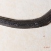 119 Serpent 33 Reptilia Squamata Colubridae Natriciteres olivacea 17E5K3IMG_123889wtmk.jpg