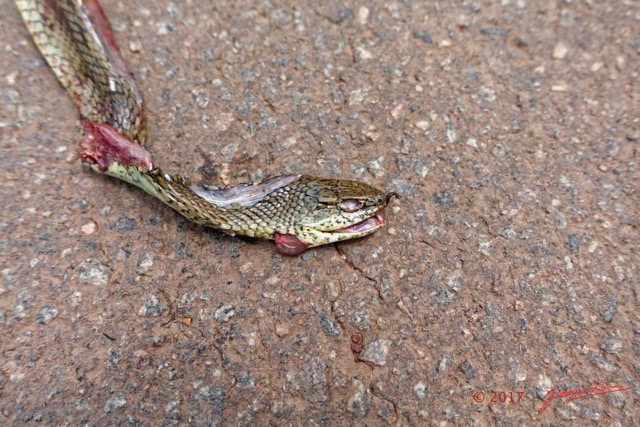 124 Serpent 34 Reptilia Squamata Colubridae Psammophis mossambicus 17RX104DSC_101952_DxOwtmk.jpg