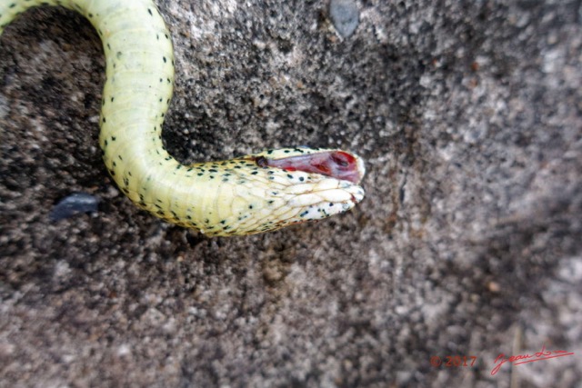 131 Serpent 35 Reptilia Squamata Colubridae Psammophis phillipsii 17RX104DSC_102032_DxOwtmk.jpg
