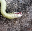 131 Serpent 35 Reptilia Squamata Colubridae Psammophis phillipsii 17RX104DSC_102032_DxOwtmk.jpg
