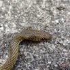 133 Serpent 35 Reptilia Squamata Colubridae Psammophis phillipsii 17RX104DSC_102034_DxOwtmk.jpg