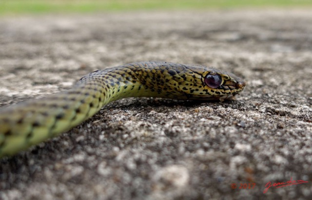 134 Serpent 35 Reptilia Squamata Colubridae Psammophis phillipsii 17RX104DSC_102035_DxOwtmk.jpg