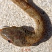 138 Serpent 36 Reptilia Squamata Colubridae Toxicodryas pulverulenta 18E5K3IMG_180222126322_DxOwtmk.jpg